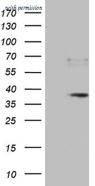 OriGene TA807346S image 1