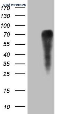 OriGene TA807349S image 1