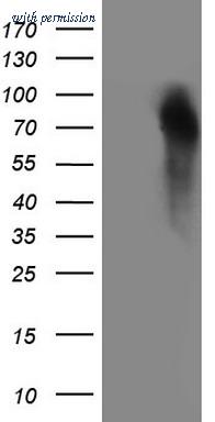 OriGene TA807350 image 1