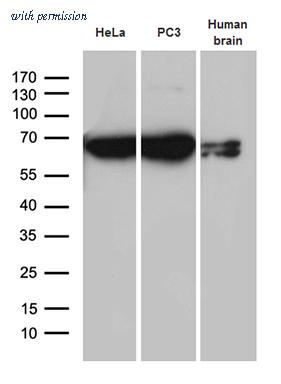 OriGene TA807549S image 1