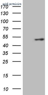 OriGene TA807666S image 1
