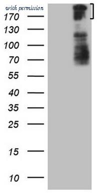 OriGene TA807724S image 1