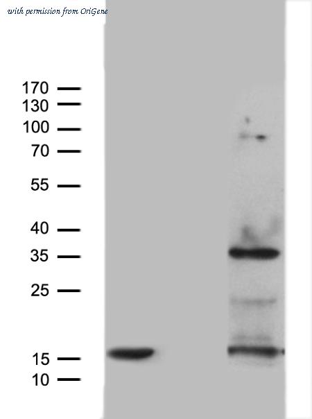 OriGene TA807821S image 1