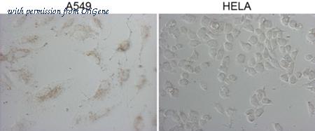 OriGene TA807838 image 1