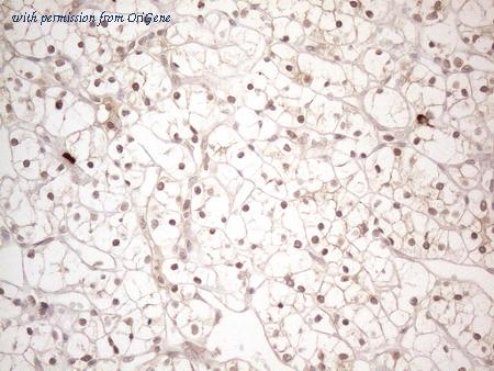 OriGene TA807881S image 1