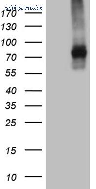 OriGene TA807912S image 1