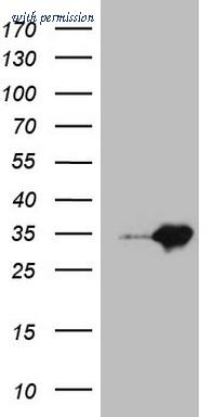 OriGene TA808041S image 1