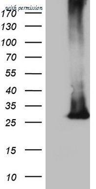 OriGene TA808063S image 1
