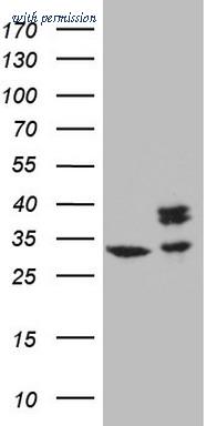 OriGene TA808102S image 1