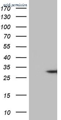 OriGene TA808184S image 1