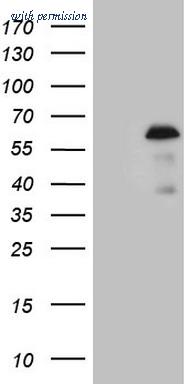 OriGene TA808209S image 1