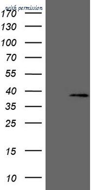 OriGene TA808213S image 1