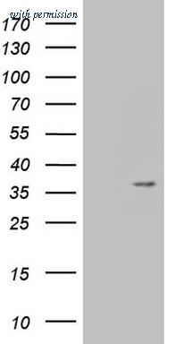 OriGene TA808215S image 1
