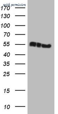 OriGene TA808255S image 1