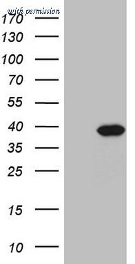 OriGene TA808324S image 1