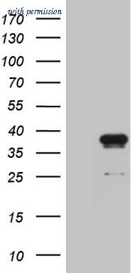 OriGene TA808335S image 1