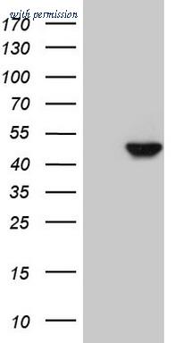 OriGene TA808337S image 1