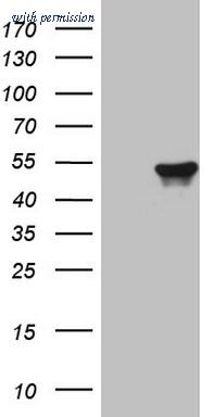 OriGene TA808338S image 1