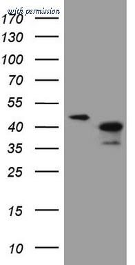 OriGene TA808378S image 1