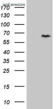 OriGene TA808389S image 1
