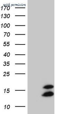 OriGene TA808408S image 1