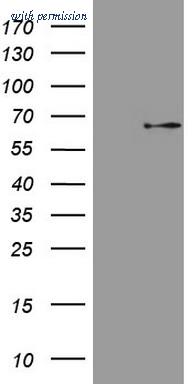 OriGene TA808427S image 1