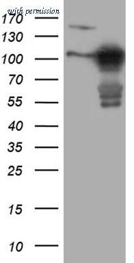OriGene TA808433S image 1