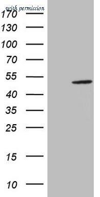 OriGene TA808448S image 1