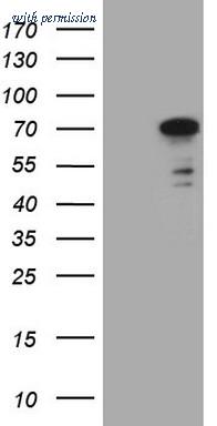 OriGene TA808529S image 1