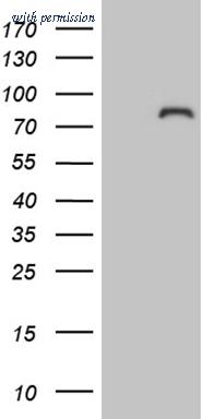 OriGene TA808536 image 1