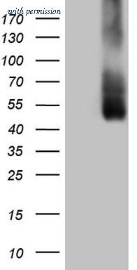OriGene TA808603S image 1
