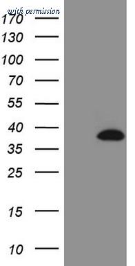 OriGene TA808670S image 1