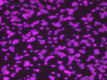 OriGene TA808710S image 1