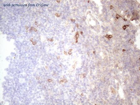 OriGene TA808746S image 1