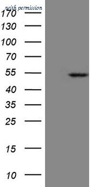 OriGene TA808818S image 1