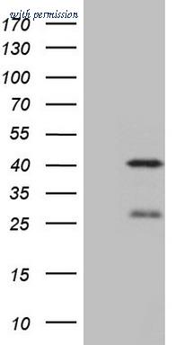 OriGene TA808822S image 1