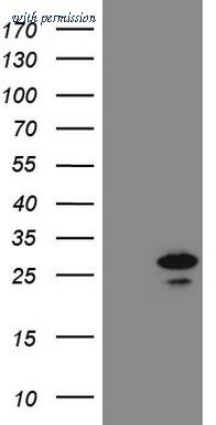 OriGene TA808827S image 1