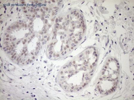 OriGene TA808851S image 1