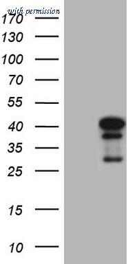 OriGene TA808856S image 1