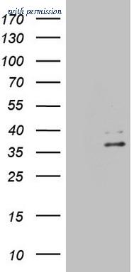 OriGene TA808876S image 1