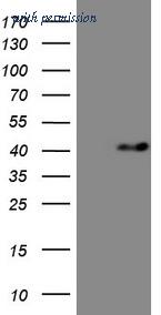 OriGene TA808907S image 1