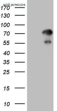 OriGene TA808930 image 1
