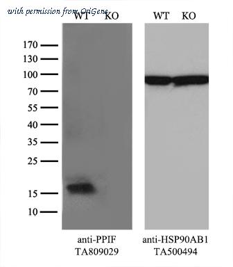 OriGene TA809029S image 1