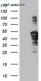 OriGene TA809068S image 1