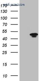 OriGene TA809074S image 1