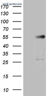OriGene TA809142S image 1