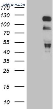 OriGene TA809144 image 1