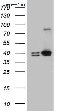 OriGene TA809148S image 1