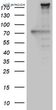 OriGene TA809183 image 1