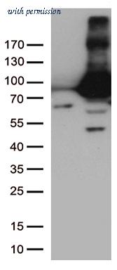 OriGene TA809186S image 1